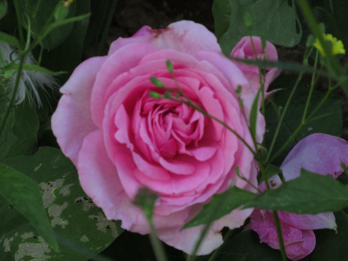The Old Vicarage Hotel & Restaurant Bridgwater Eksteriør bilde Rosa 'Mary Rose'