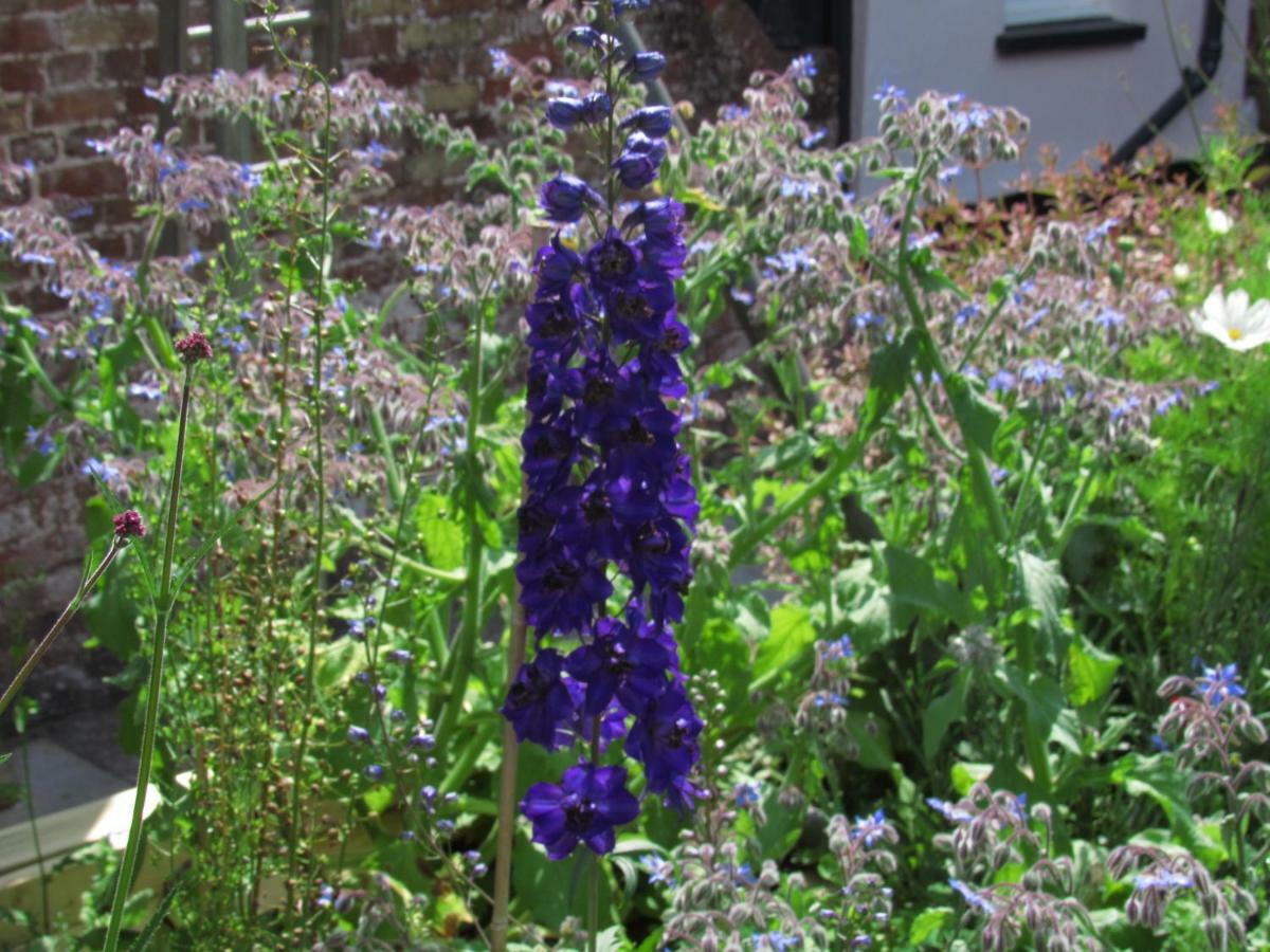 The Old Vicarage Hotel & Restaurant Bridgwater Eksteriør bilde Delphinium 'Blue King'
